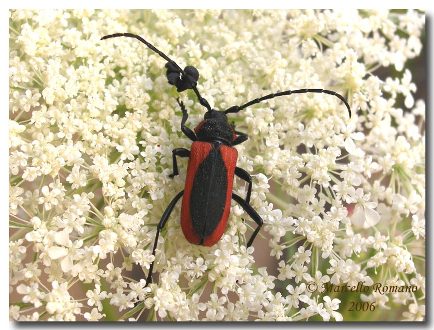 GUIDA  ALL''IDENTIFICAZIONE DI ALCUNI CERAMBICIDI ITALIANI